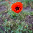 004-wiosna-lato