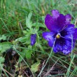 005-wiosna-lato