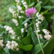 008-wiosna-lato