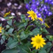 013-wiosna-lato