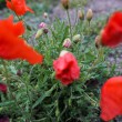 015-wiosna-lato