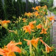 017-wiosna-lato