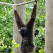 zoo-2015_005