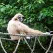 zoo-2015_006
