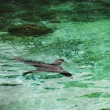 zoo-2015_007