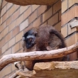 zoo-2015_008