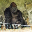 zoo-2015_009