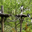 zoo-2015_010