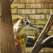 zoo-2015_011