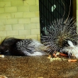 zoo-2015_013