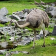 zoo-2015_014