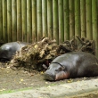 zoo-2015_015