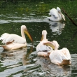 zoo-2015_017