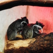 zoo-2015_018