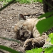 zoo-2015_019