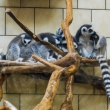 008-ZOO-2017