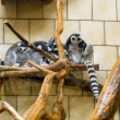 002-zoo20129