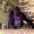 001-zoo20129